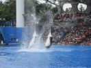 PICTURES/Disney, Shamu &  Potter/t_Orcas Jumping11.jpg